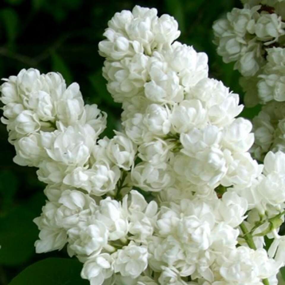 Сирень Память о Колесникове, р9