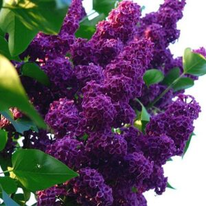 Сирень Индия, р9