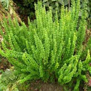 Барбарис тунберга Эректа Р-9, р9