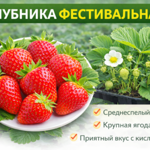 🍓Клубника Фестивальная, 1 шт