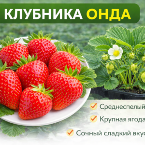 🍓Клубника Онда, 1 шт