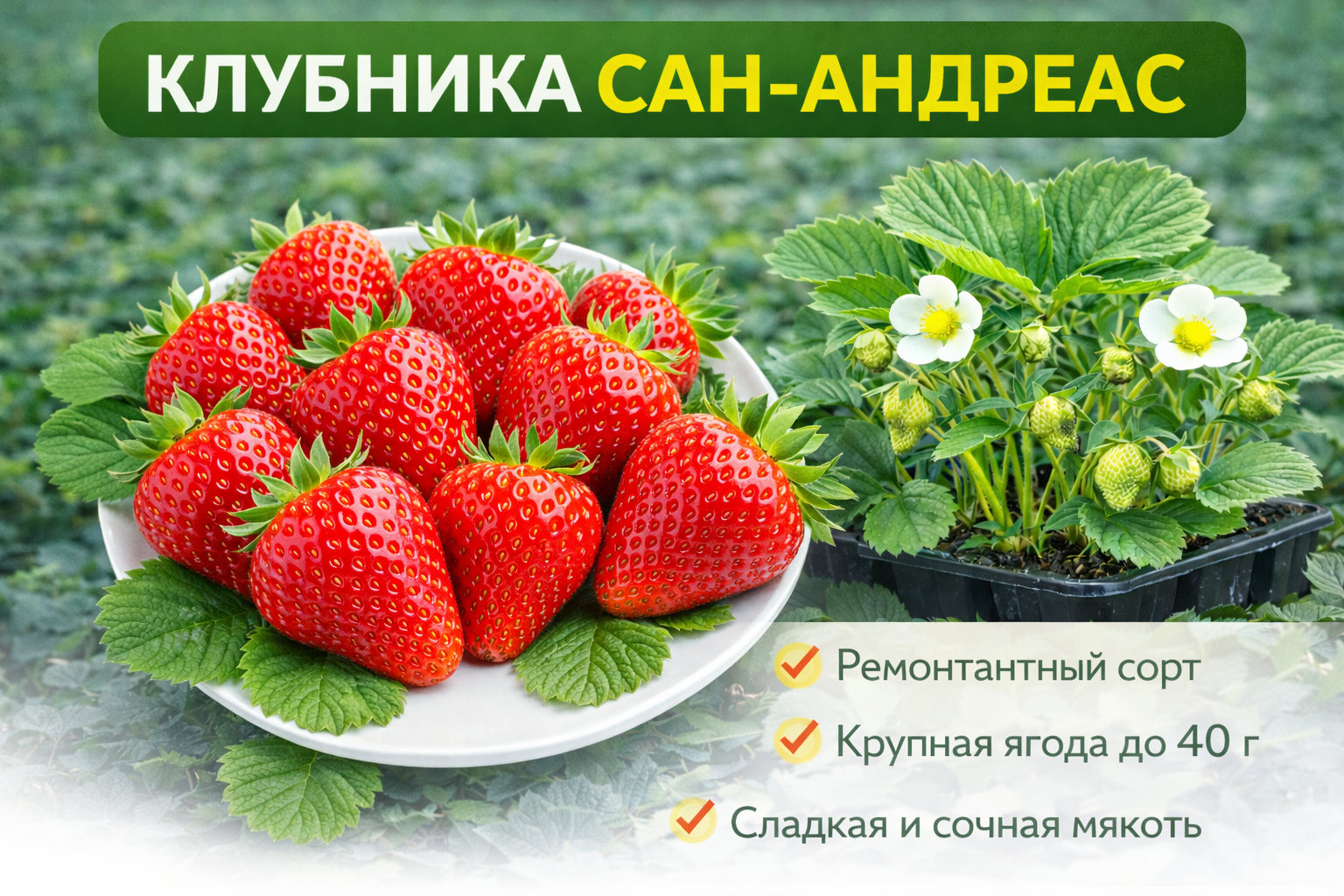 🍓Клубника Сан-Андреас, 1 шт