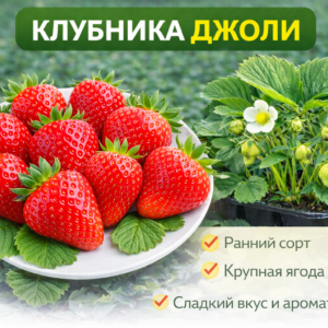 🍓Клубника Джоли, 1 шт