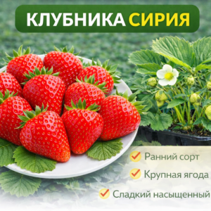 🍓Клубника Сирия, 1 шт