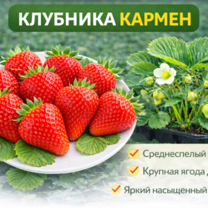 🍓Клубника Кармен, 1 шт