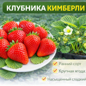 🍓Клубника Кимберли, 1 шт