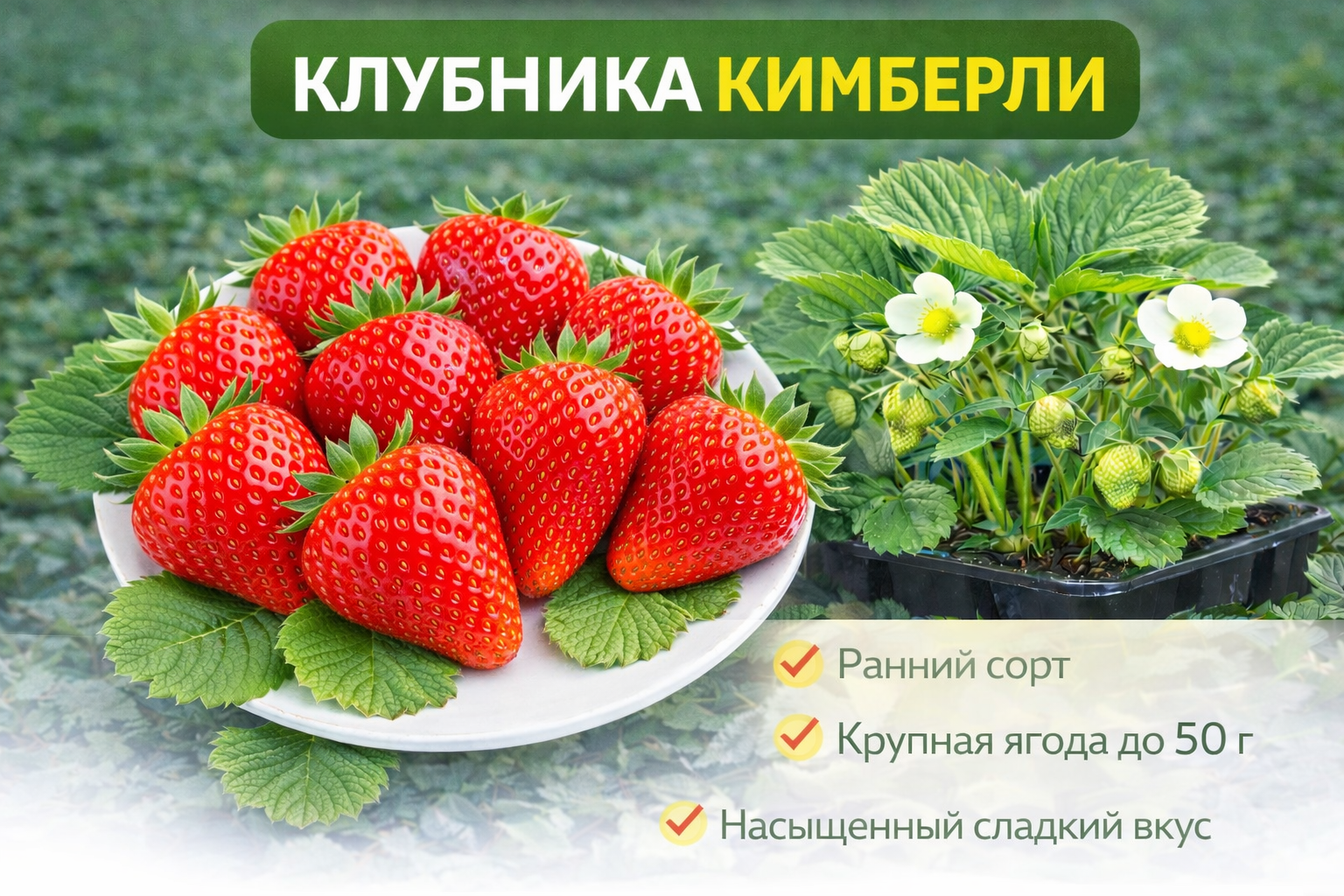 🍓Клубника Кимберли, 1 шт