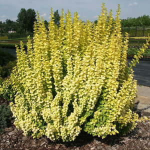 Барбарис Мария, р9